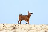 PINSCHER NAIN 025